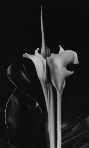 Dale M. Reid Photography - Calla Spike, 2008. Edition Size 10. Image Size 12 x 20. Framed Size 22 x 29.