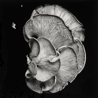 Dale M Reid Photography - Oyster Mushroom #1