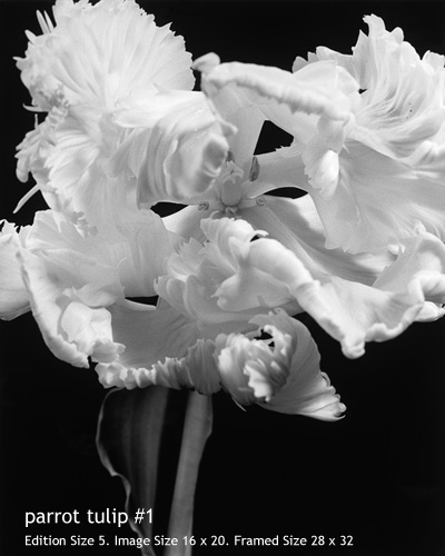 Dale M. Reid Photography. Parrot Tulip #1