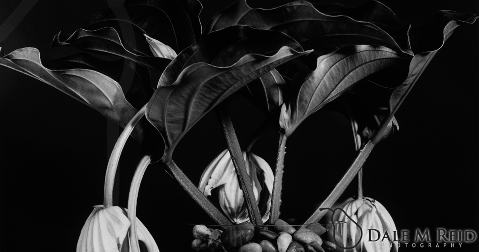 Dale M. Reid Photography. The Mendinilla Magnifica #1. 2012. Floral studies detail