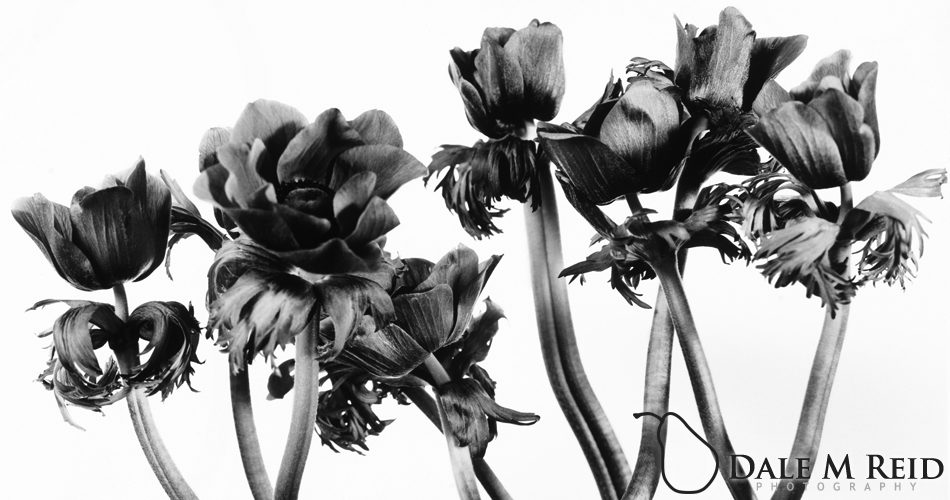 Dale M. Reid Photography. Purple Tango #1. Floral studies detail