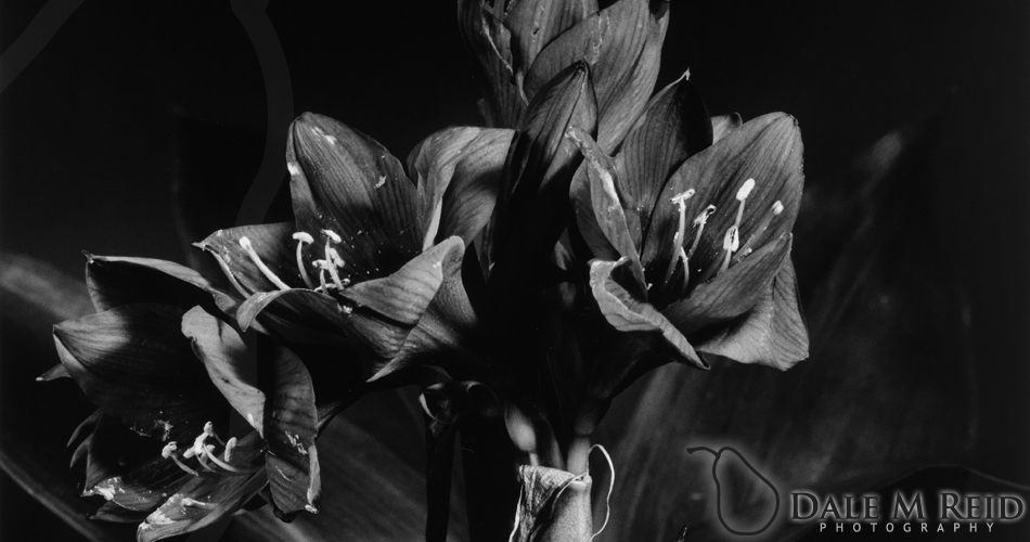 Dale M. Reid Photography. Stamens. 2012. Floral studies detail