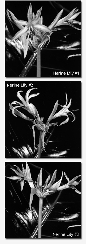 Dale M. Reid Photography. Nerine