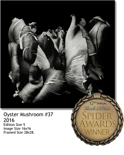 Dale M. Reid Photography. Nomination, Still Life, Professional category at the 12th Annual Black & White Spider Awards