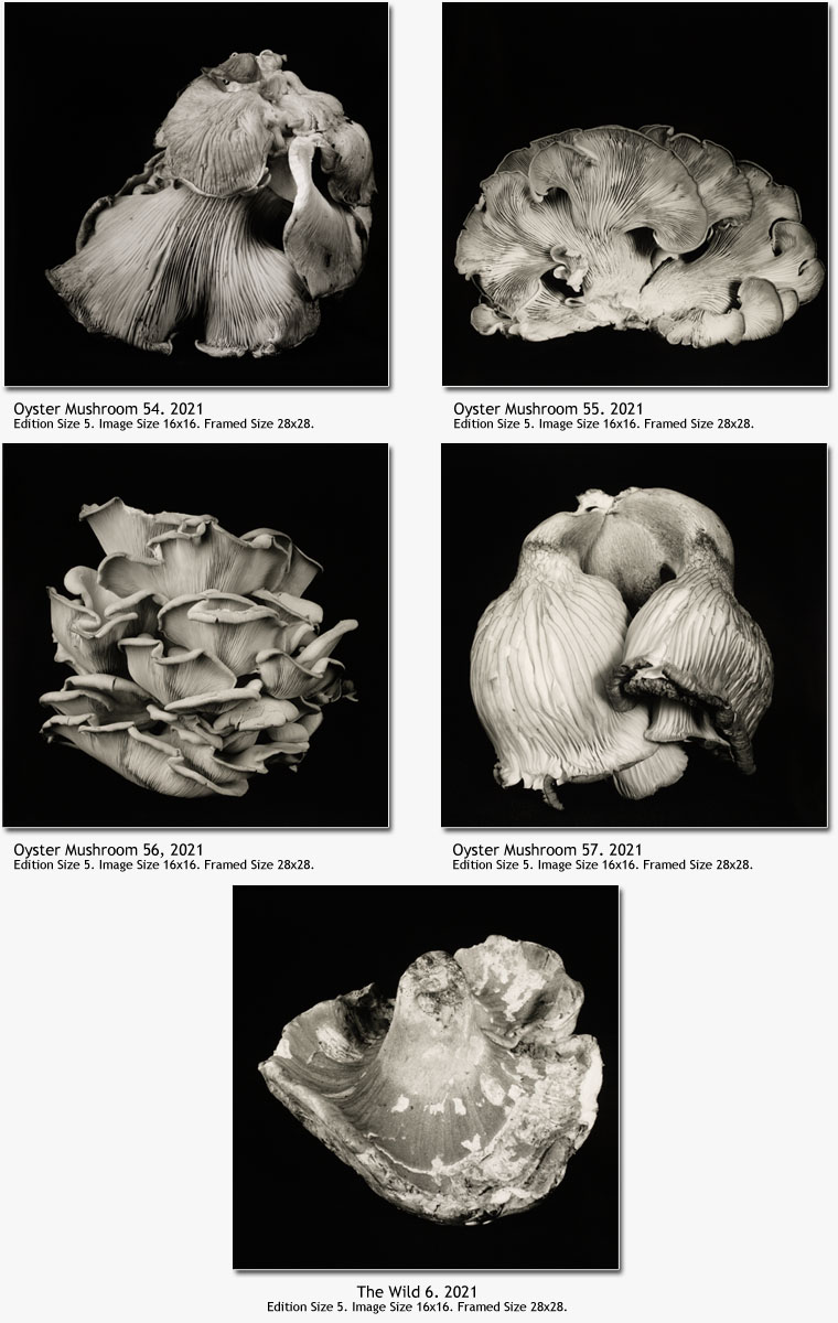 dale m reid contemporary fine art photography. mushrooms