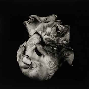 dale m reid contemporary fine art photography. oyster mushroom 52