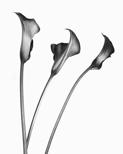 Dale M Reid Photography - Elegance Calla Lys Noir 2. 2014