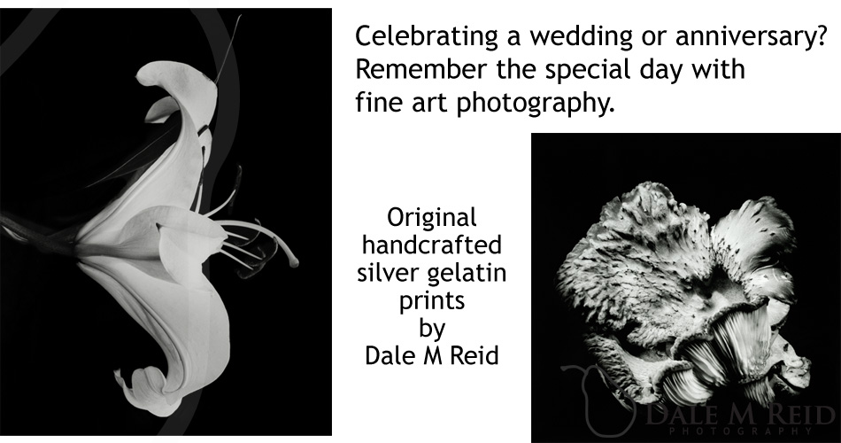 Dale M. Reid. Contemporary Fine Art Photography. Hand crafted Silver Gelatin Prints