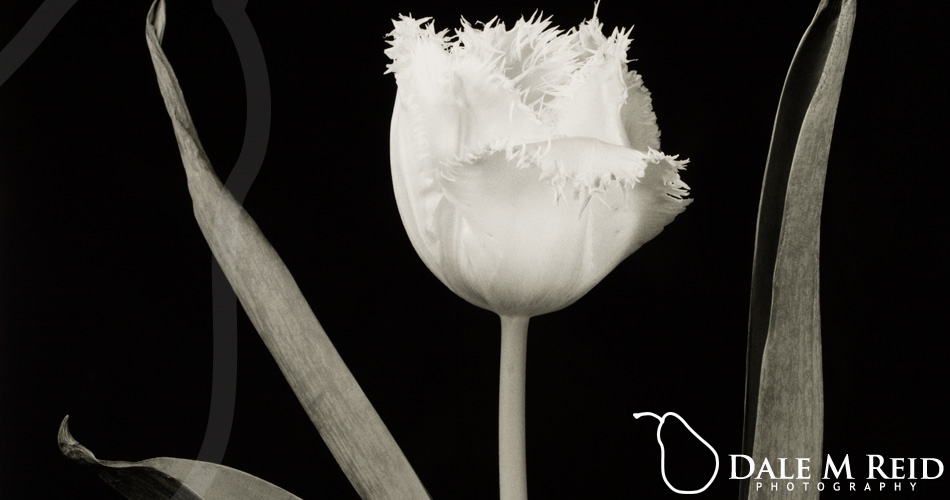 Dale M. Reid. Contemporary Fine Art Photography. Fringed Tulip 3. detail. 2021.