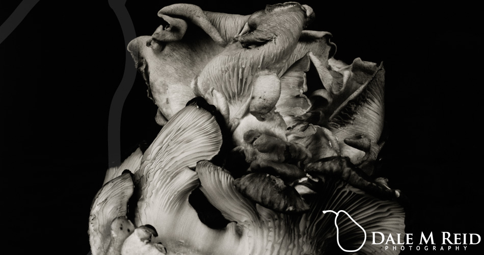 Dale M. Reid. Contemporary Fine Art Photography. Oyster Mushroom 52. detail. 2021.