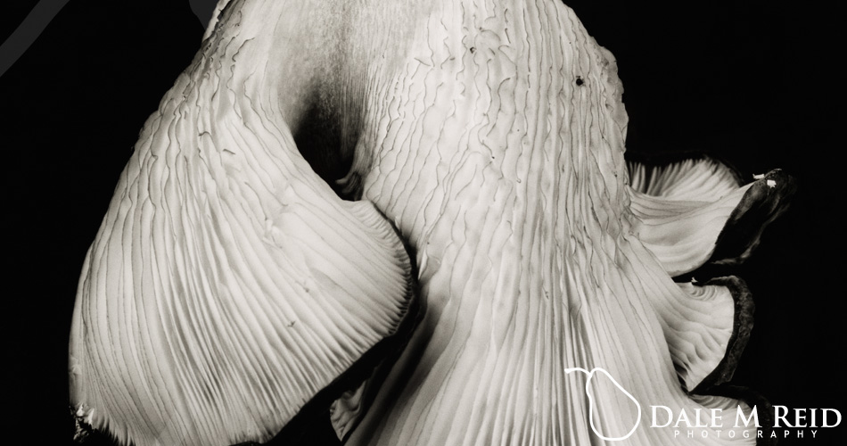 Dale M. Reid. Contemporary Fine Art Photography. Oyster Mushroom 53. detail. 2021.