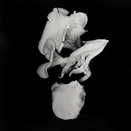 Dale M. Reid. Contemporary Fine Art Photography | Still Life Images ...