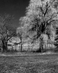 Early Willow Growth, View #1, Toronto. 2009. Edition Size 10. Image Size 16x16. Framed Size 25x25.