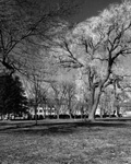 Early Willow Growth, View #2, Toronto. 2009. Edition Size 10. Image Size 16x16. Framed Size 25x25.