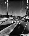 Pelican, Bluffer's Park Marina, Toronto, 2004. Edition Size 10. Image Size 16x20. Framed Size 25x29.